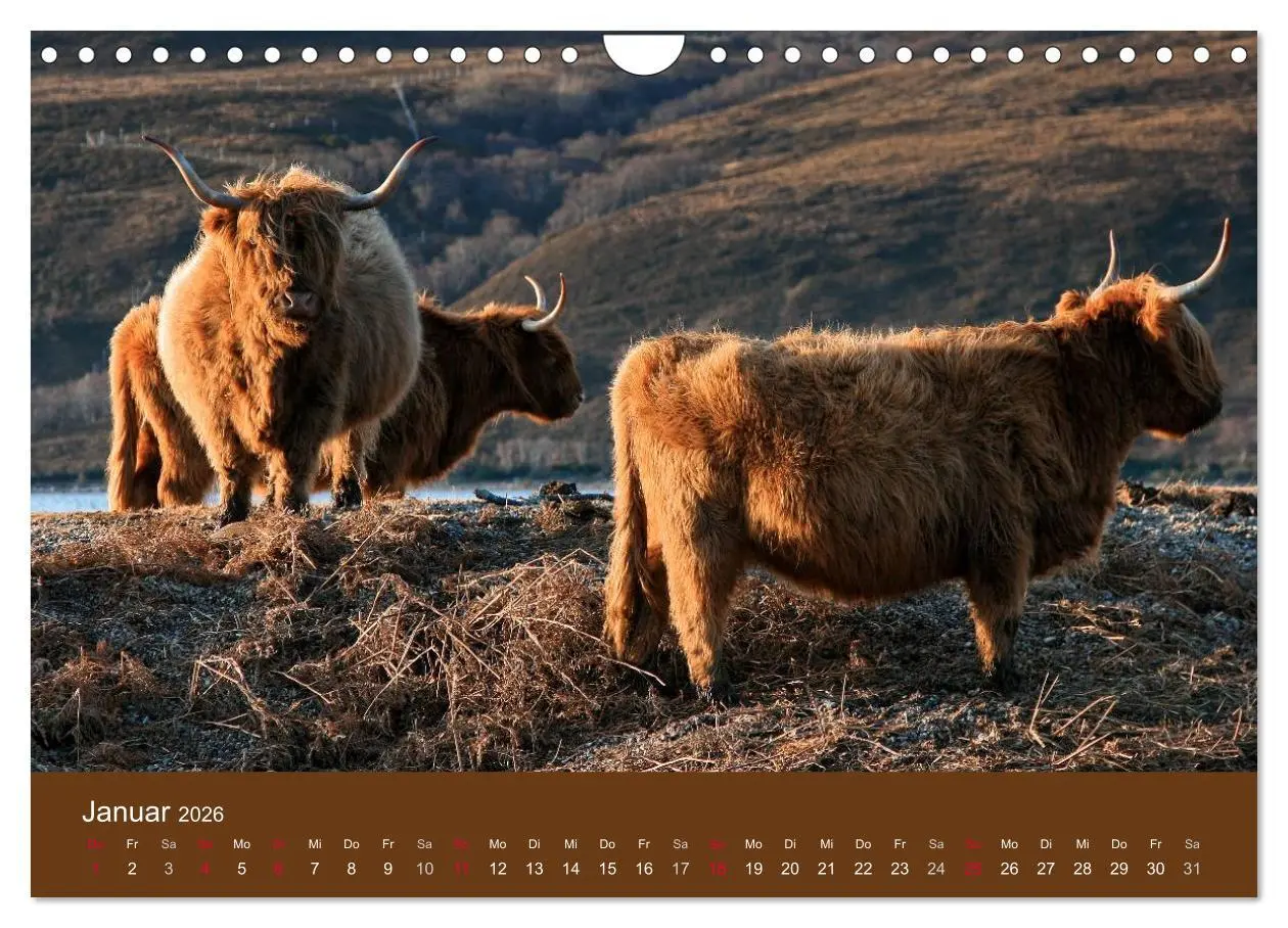 Bild: 9783516087796 | Schottische Hochlandrinder - Highland Cattle (Wandkalender 2026 DIN...