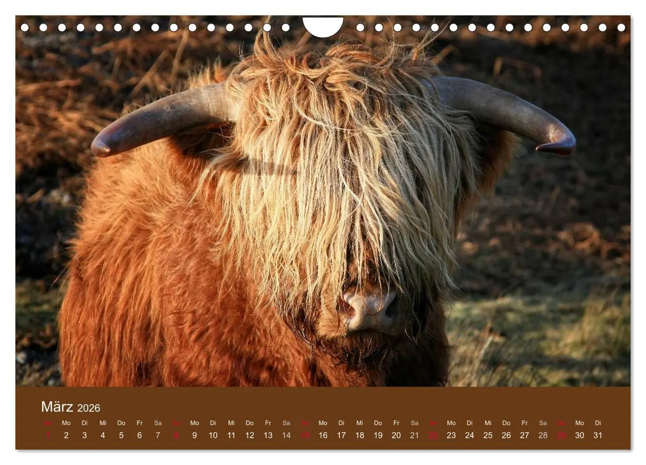 Bild: 9783516087796 | Schottische Hochlandrinder - Highland Cattle (Wandkalender 2026 DIN...