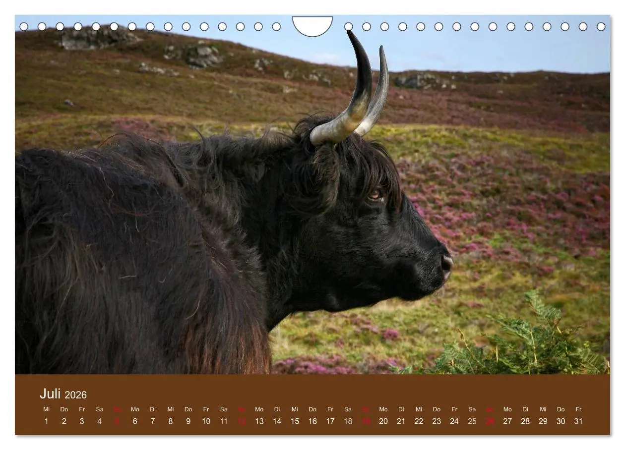 Bild: 9783516087796 | Schottische Hochlandrinder - Highland Cattle (Wandkalender 2026 DIN...