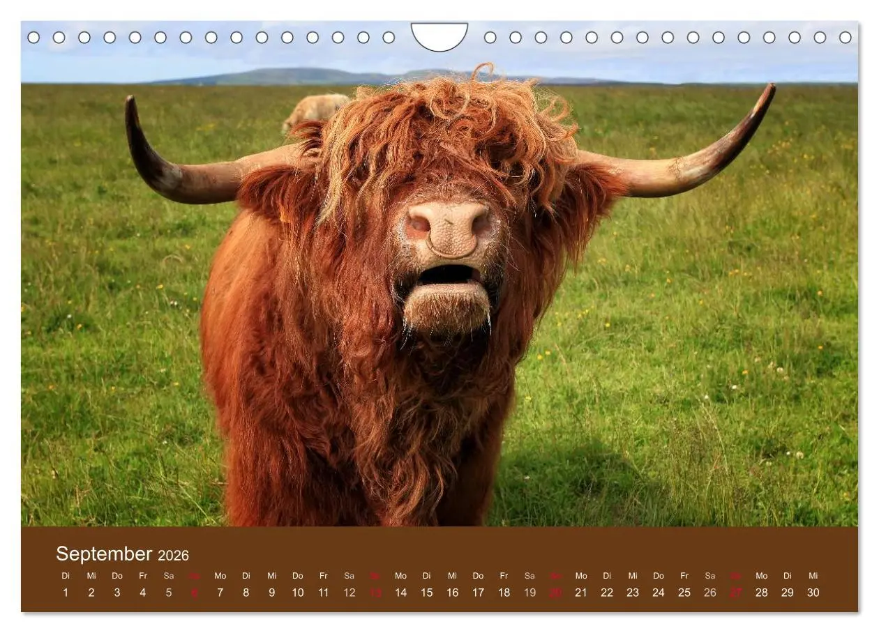 Bild: 9783516087796 | Schottische Hochlandrinder - Highland Cattle (Wandkalender 2026 DIN...