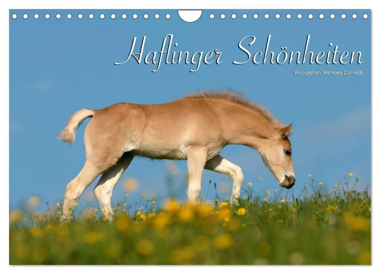 Cover: 9783516157796 | Haflinger Schönheiten (Wandkalender 2026 DIN A4 quer), CALVENDO...