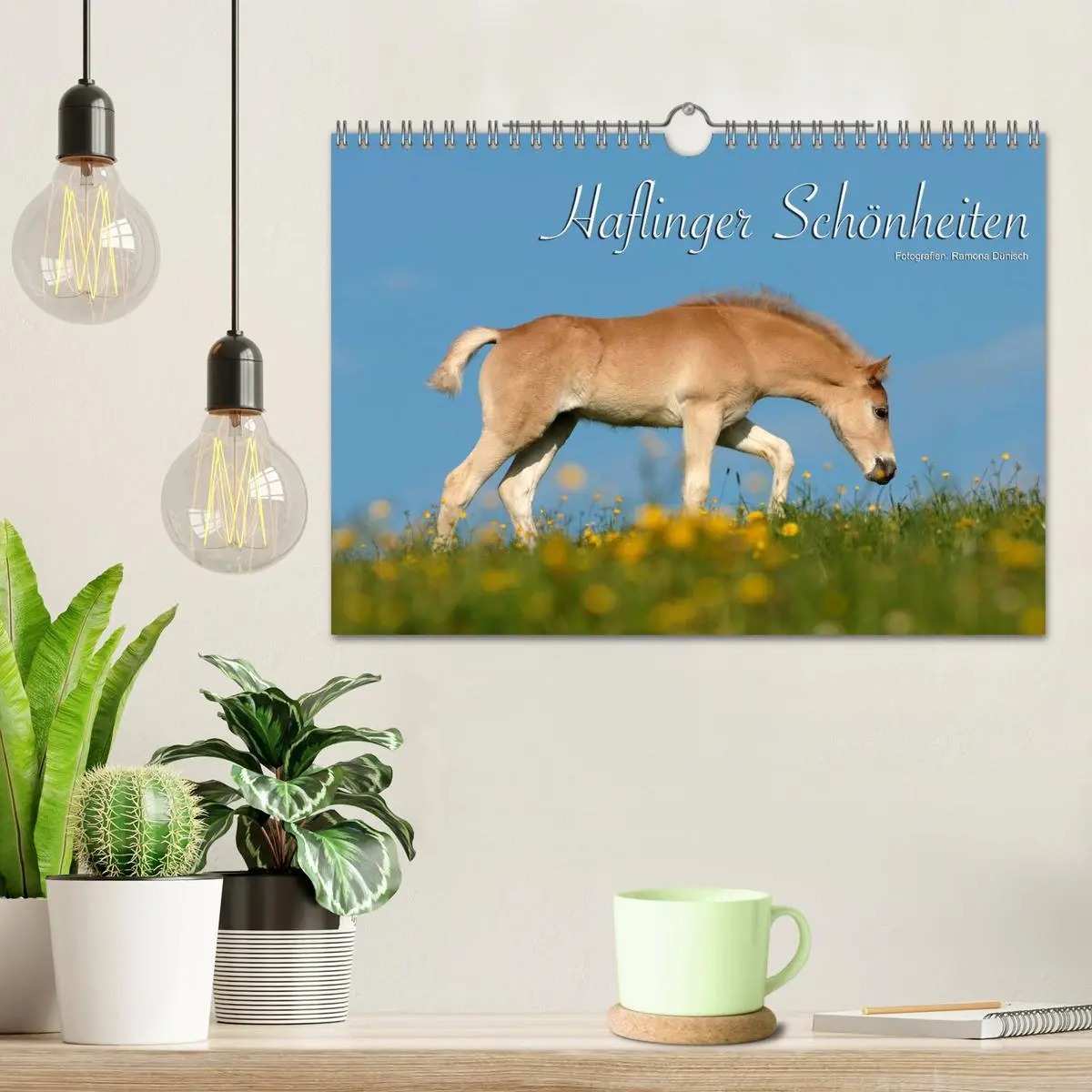 Bild: 9783516157796 | Haflinger Schönheiten (Wandkalender 2026 DIN A4 quer), CALVENDO...