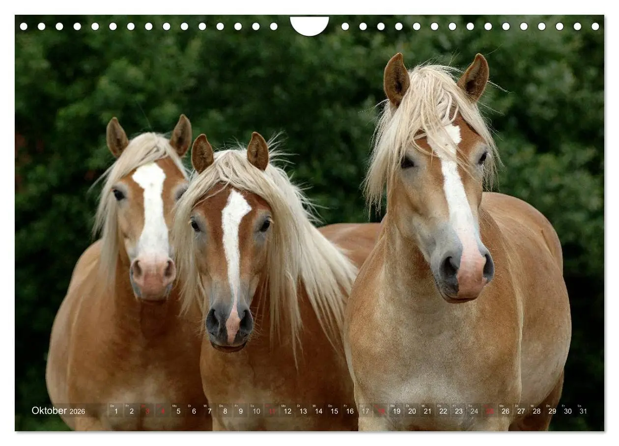 Bild: 9783516157796 | Haflinger Schönheiten (Wandkalender 2026 DIN A4 quer), CALVENDO...