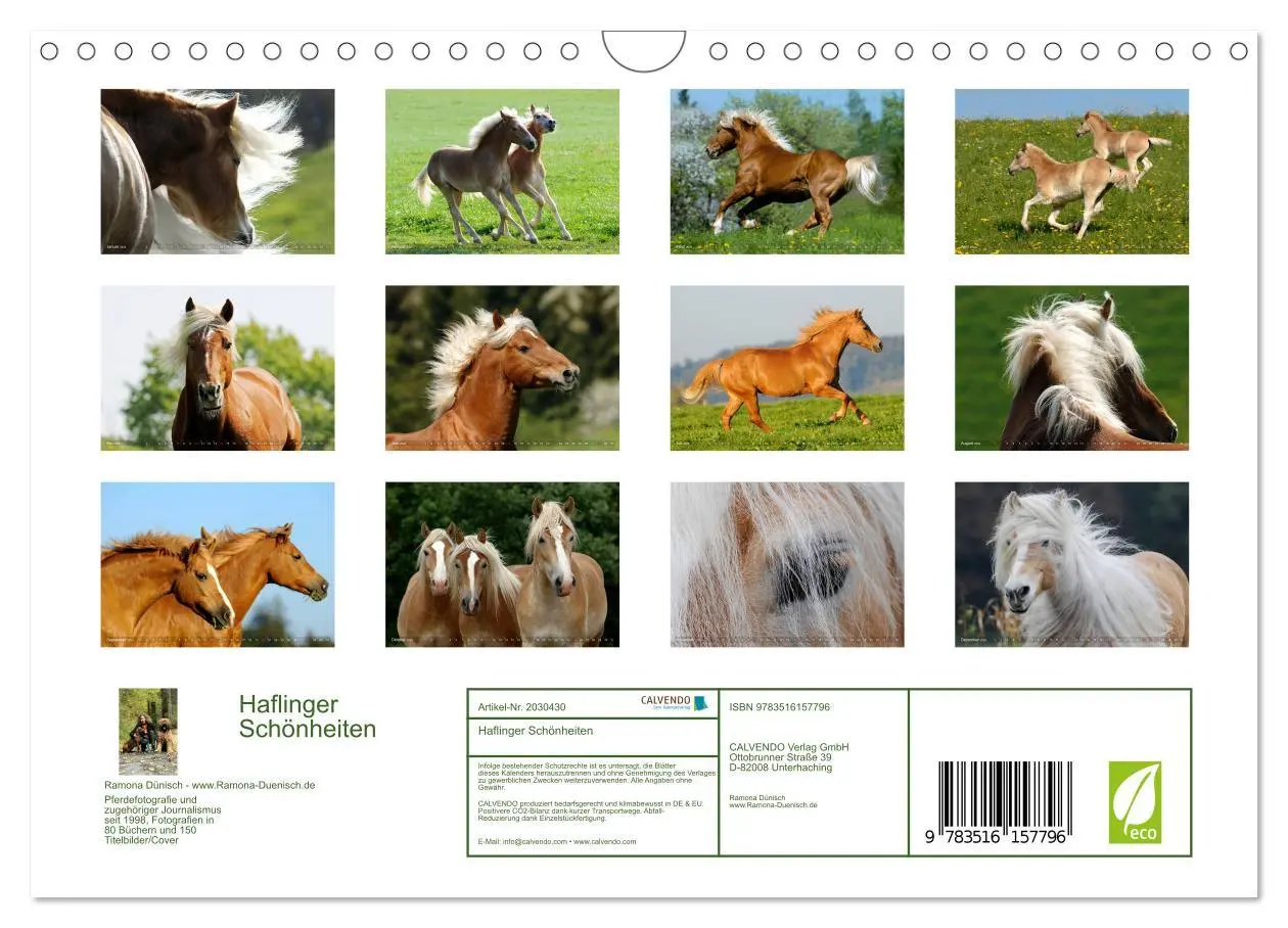 Bild: 9783516157796 | Haflinger Schönheiten (Wandkalender 2026 DIN A4 quer), CALVENDO...