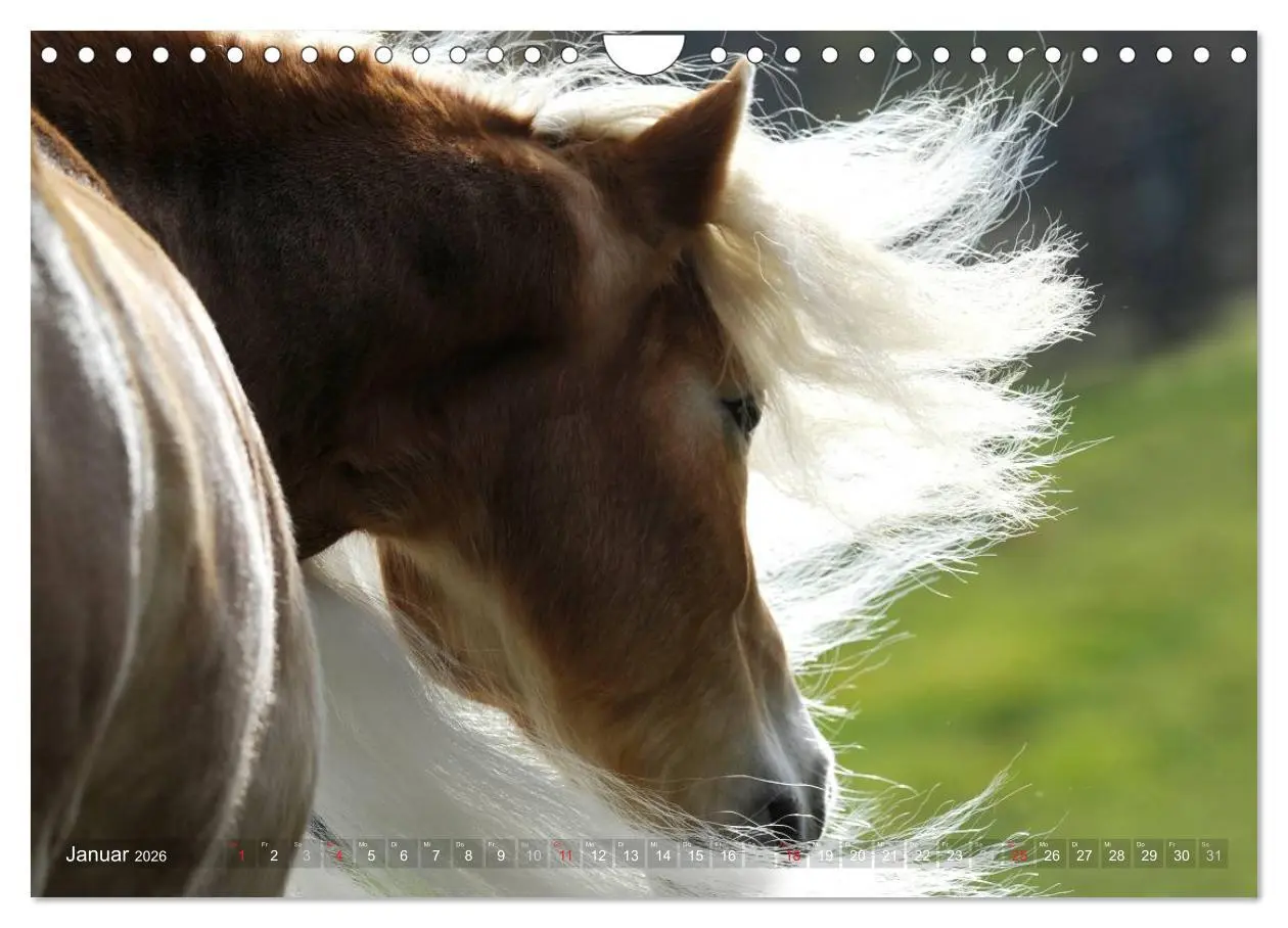 Bild: 9783516157796 | Haflinger Schönheiten (Wandkalender 2026 DIN A4 quer), CALVENDO...