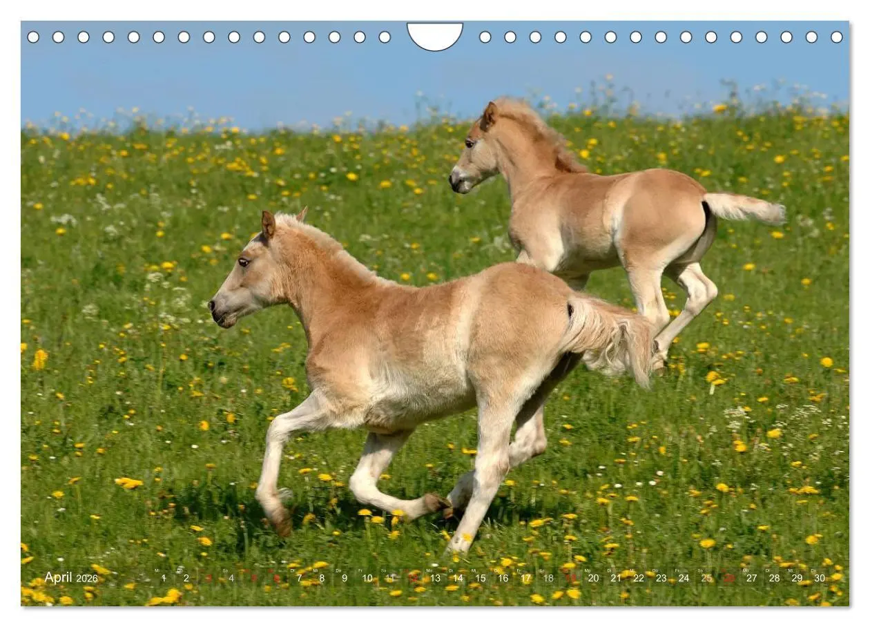 Bild: 9783516157796 | Haflinger Schönheiten (Wandkalender 2026 DIN A4 quer), CALVENDO...