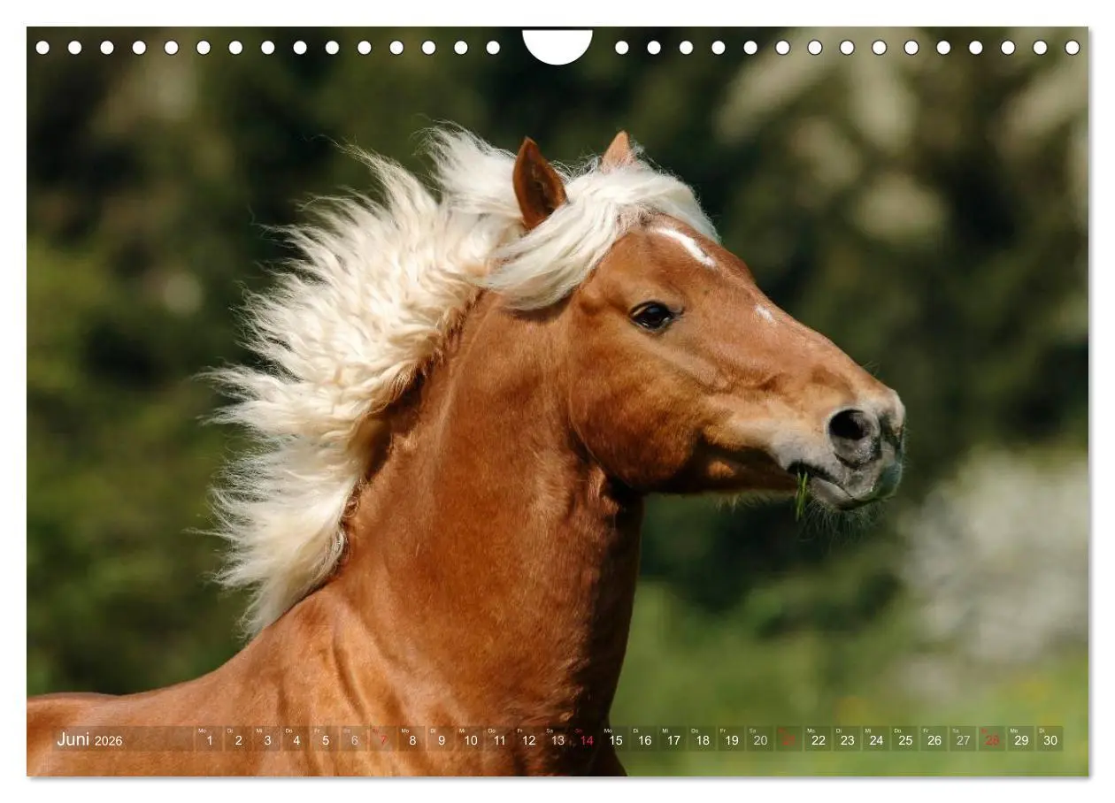Bild: 9783516157796 | Haflinger Schönheiten (Wandkalender 2026 DIN A4 quer), CALVENDO...