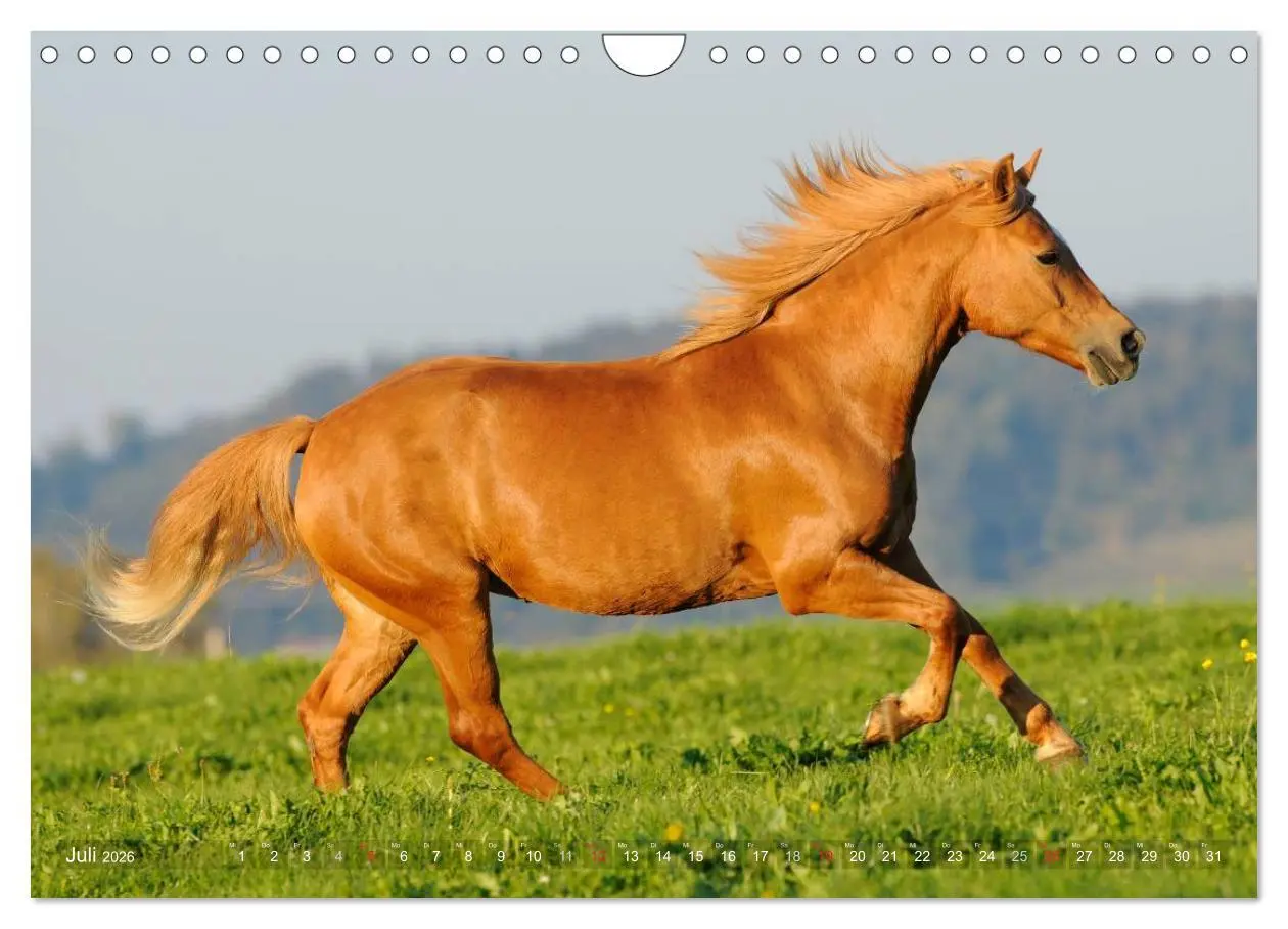 Bild: 9783516157796 | Haflinger Schönheiten (Wandkalender 2026 DIN A4 quer), CALVENDO...