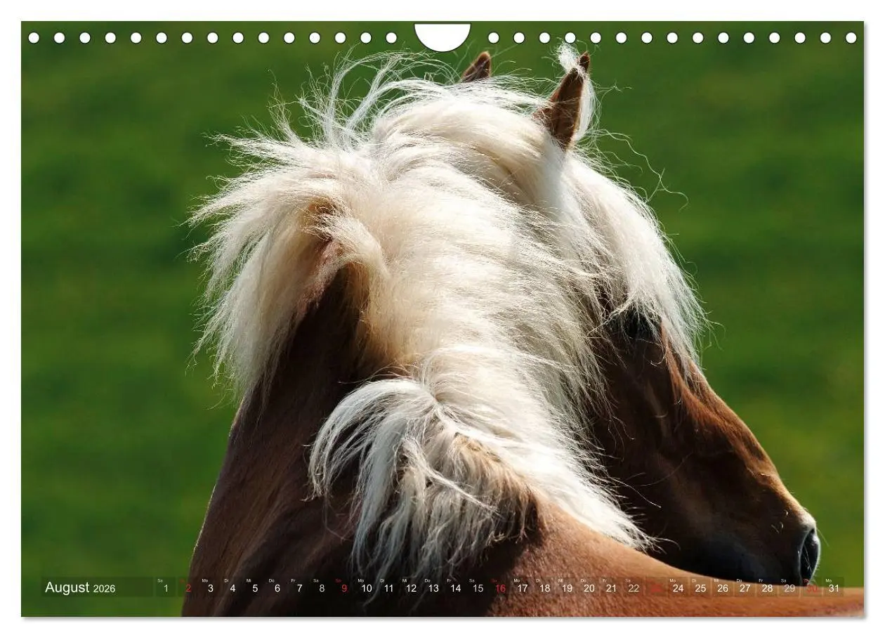 Bild: 9783516157796 | Haflinger Schönheiten (Wandkalender 2026 DIN A4 quer), CALVENDO...