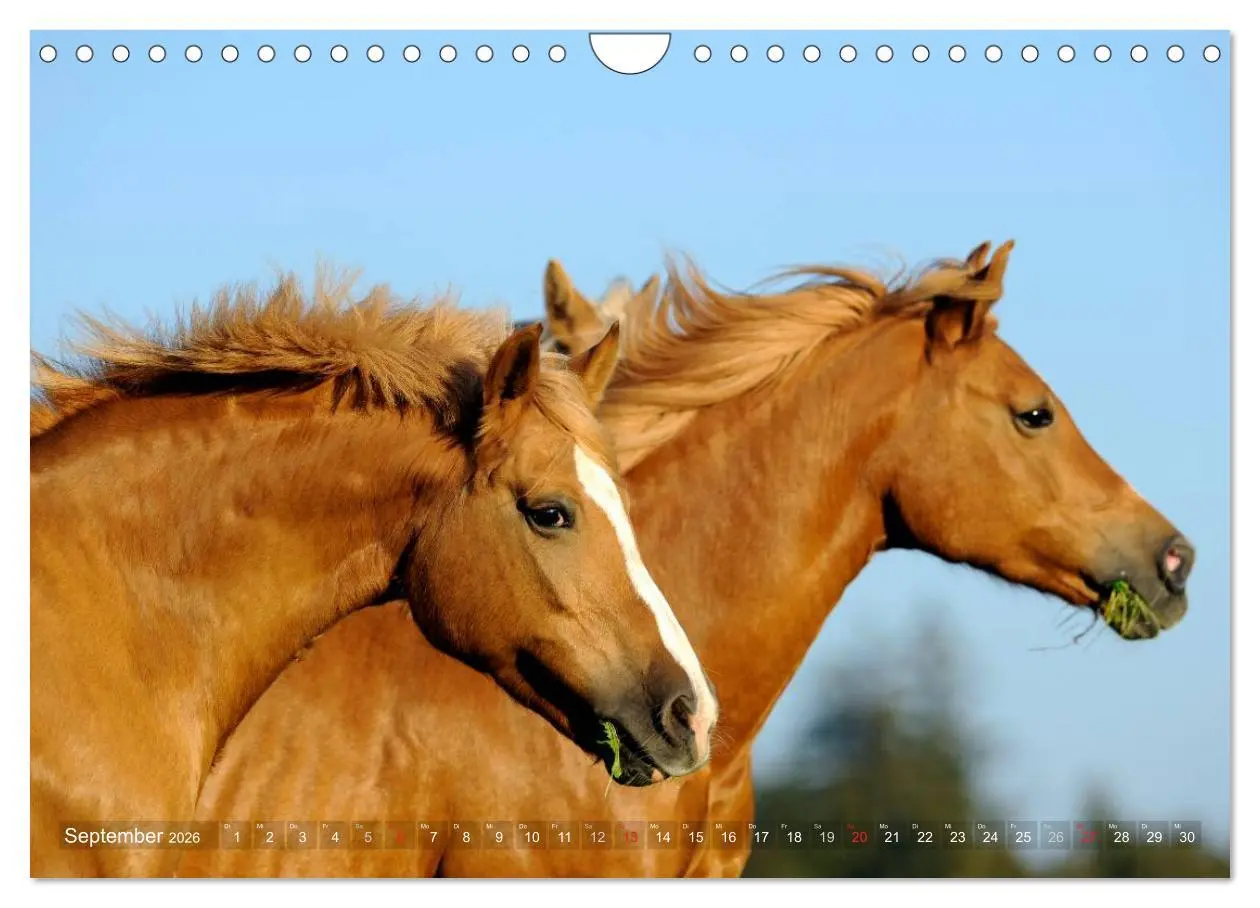 Bild: 9783516157796 | Haflinger Schönheiten (Wandkalender 2026 DIN A4 quer), CALVENDO...