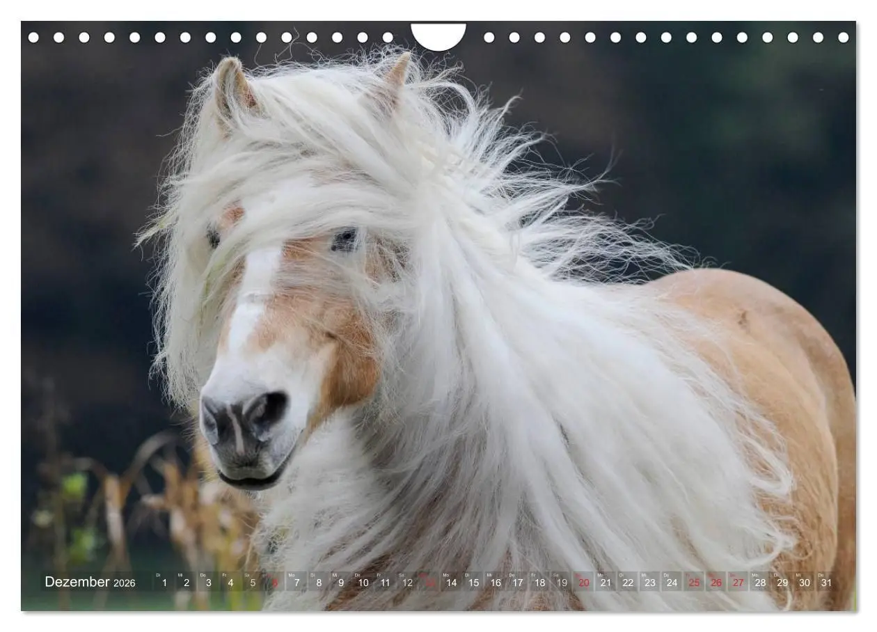 Bild: 9783516157796 | Haflinger Schönheiten (Wandkalender 2026 DIN A4 quer), CALVENDO...