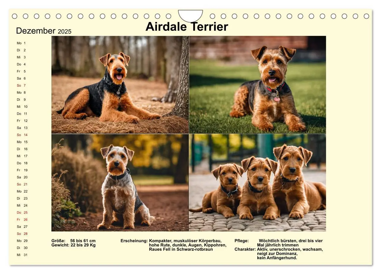 Bild: 9783435347896 | Terrier-Rassen im Portrait (Wandkalender 2025 DIN A4 quer),...