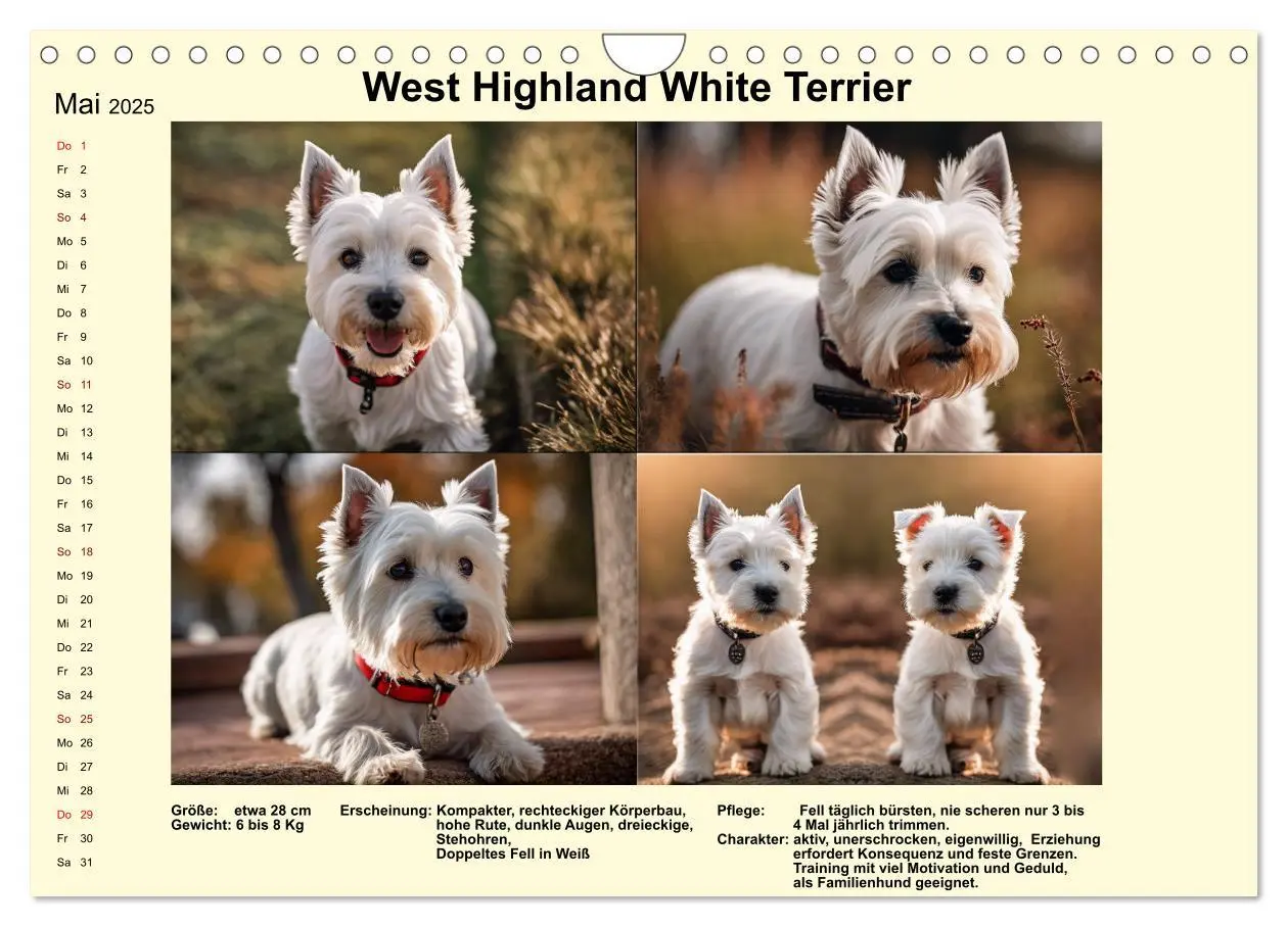 Bild: 9783435347896 | Terrier-Rassen im Portrait (Wandkalender 2025 DIN A4 quer),...