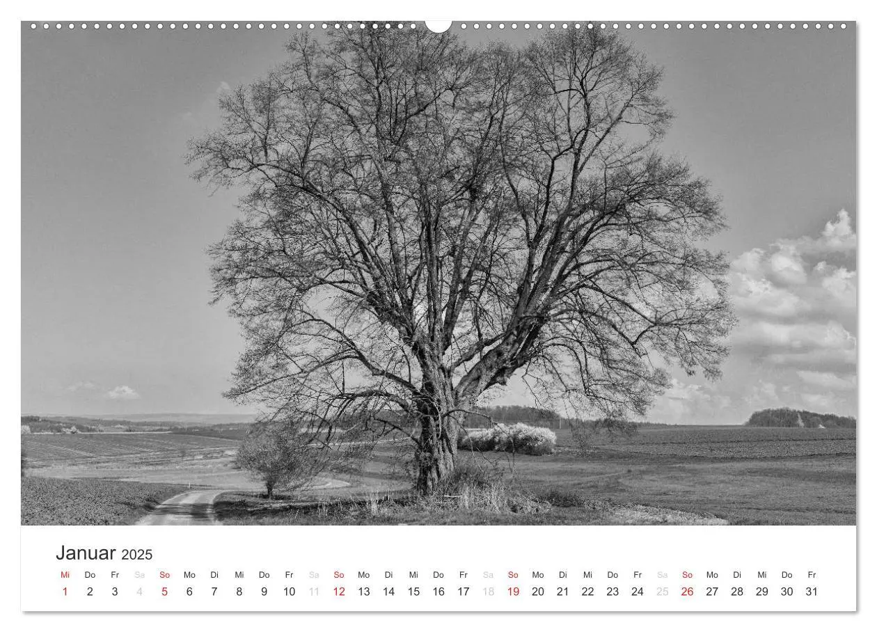 Bild: 9783435657896 | Bäume - Naturschönheiten in schwarz-weiß (hochwertiger Premium...