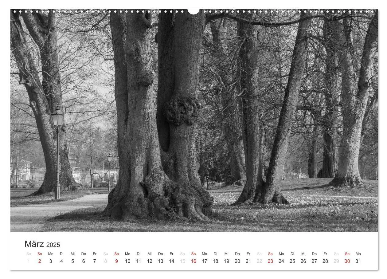 Bild: 9783435657896 | Bäume - Naturschönheiten in schwarz-weiß (hochwertiger Premium...