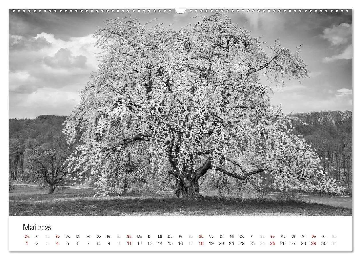 Bild: 9783435657896 | Bäume - Naturschönheiten in schwarz-weiß (hochwertiger Premium...
