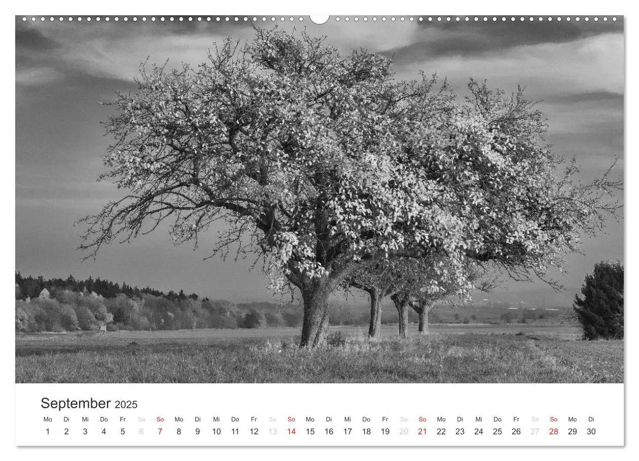 Bild: 9783435657896 | Bäume - Naturschönheiten in schwarz-weiß (hochwertiger Premium...