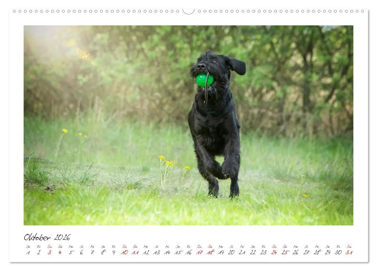 Bild: 9783457297896 | Riesenschnauzer - Treue Partner (hochwertiger Premium Wandkalender...