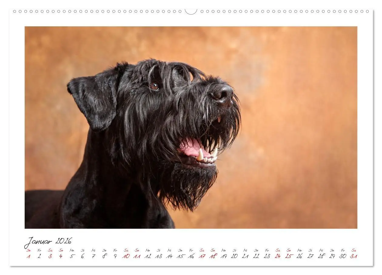 Bild: 9783457297896 | Riesenschnauzer - Treue Partner (hochwertiger Premium Wandkalender...