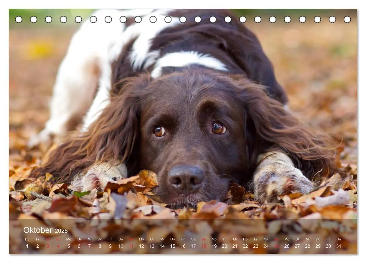Bild: 9783516077896 | Kleiner Münsterländer Vorstehhund (Tischkalender 2026 DIN A5 quer),...