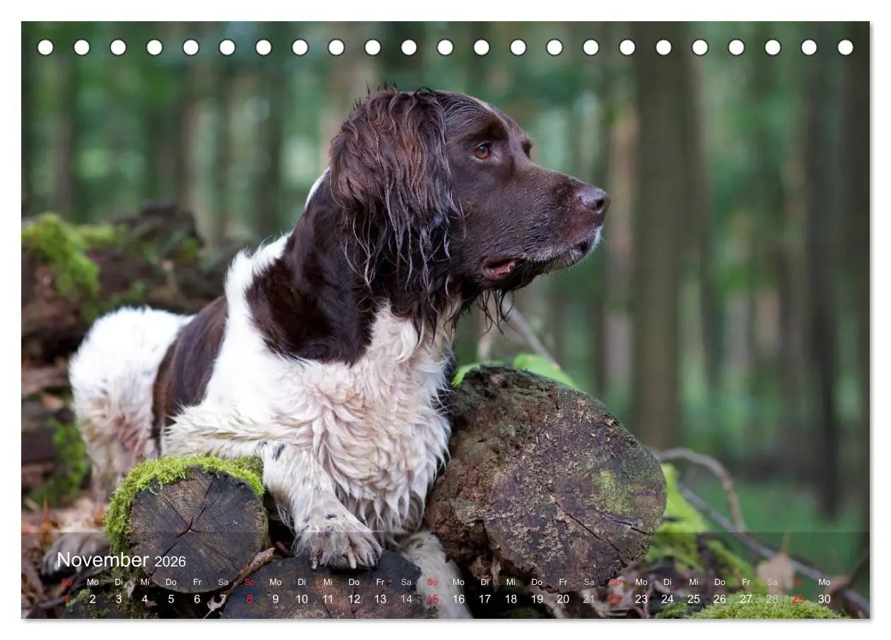 Bild: 9783516077896 | Kleiner Münsterländer Vorstehhund (Tischkalender 2026 DIN A5 quer),...