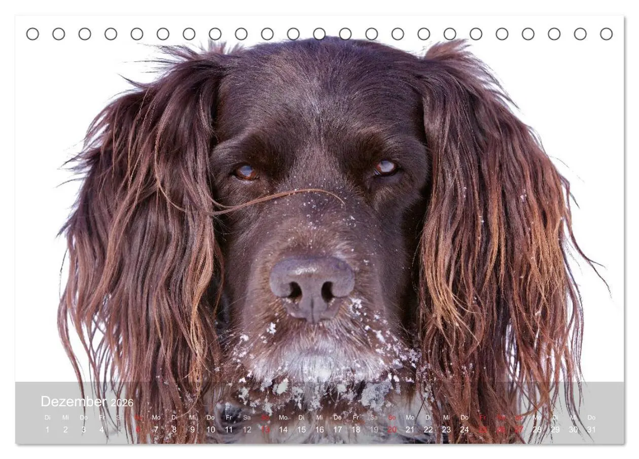 Bild: 9783516077896 | Kleiner Münsterländer Vorstehhund (Tischkalender 2026 DIN A5 quer),...