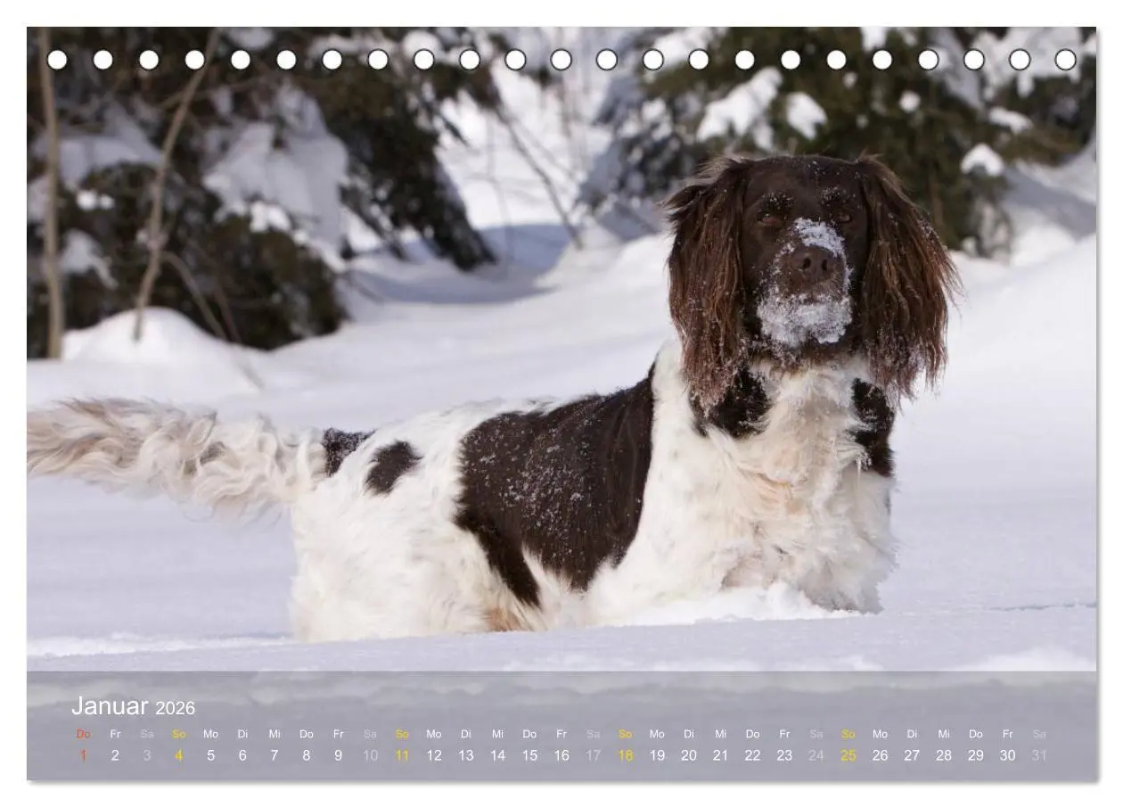 Bild: 9783516077896 | Kleiner Münsterländer Vorstehhund (Tischkalender 2026 DIN A5 quer),...