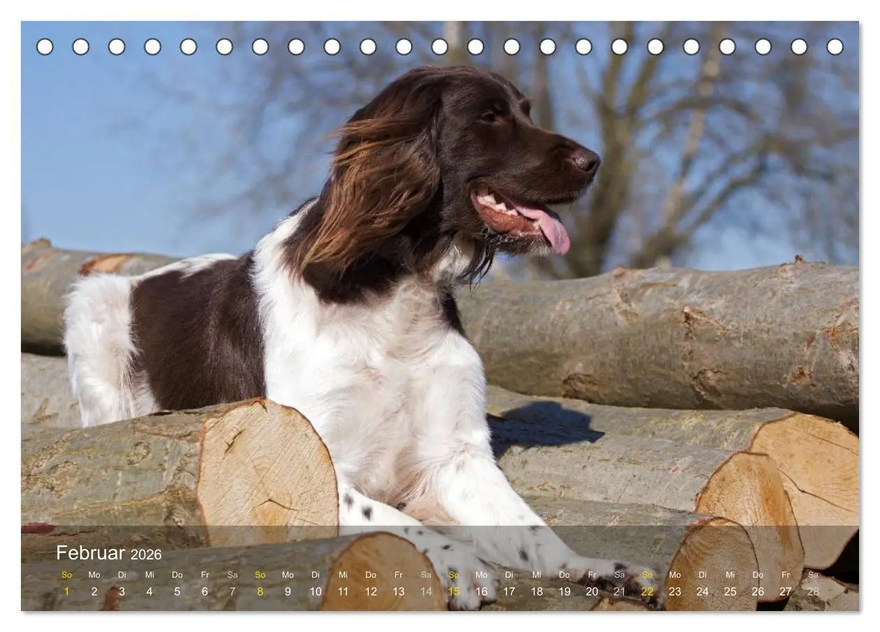 Bild: 9783516077896 | Kleiner Münsterländer Vorstehhund (Tischkalender 2026 DIN A5 quer),...