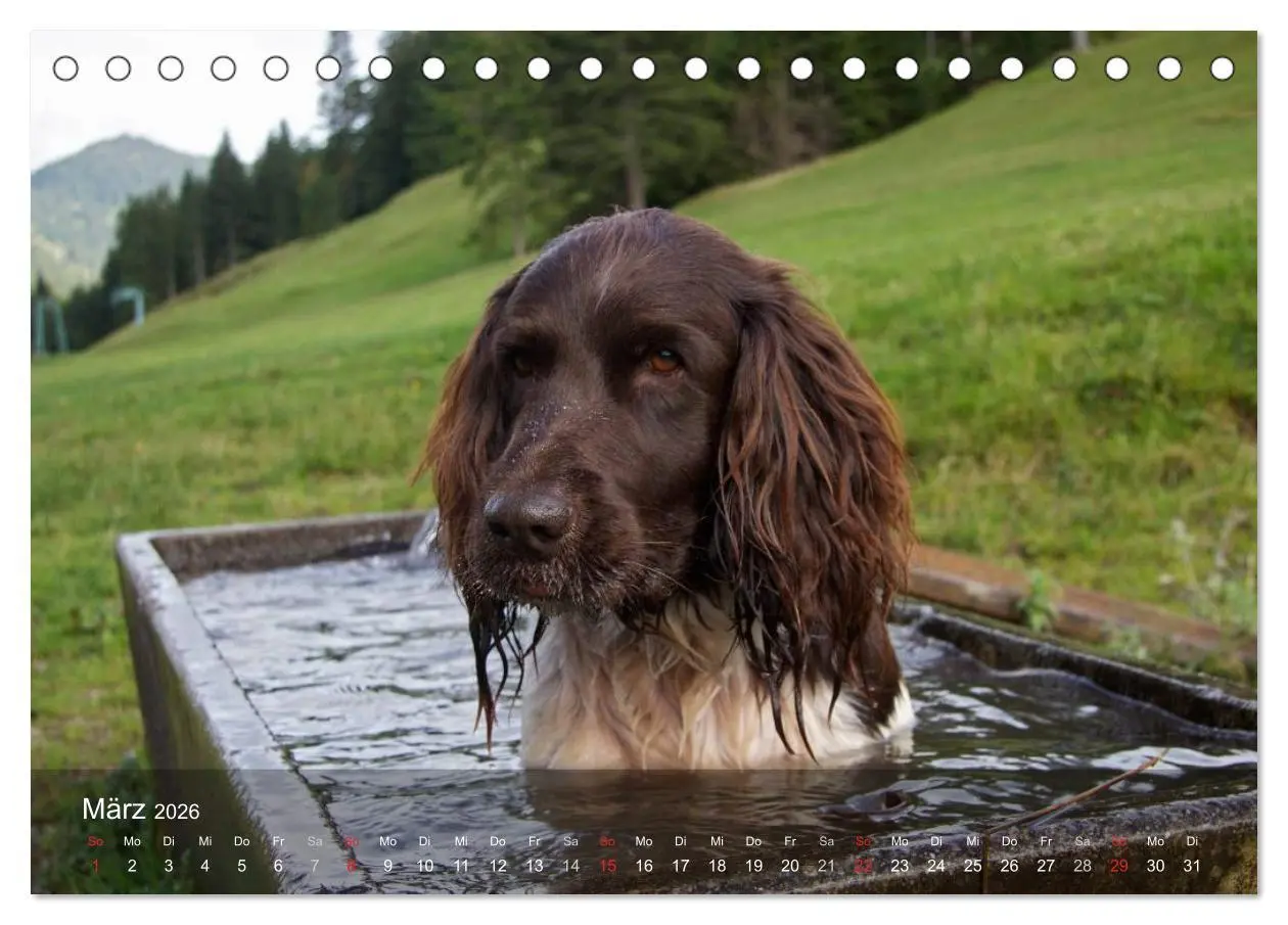 Bild: 9783516077896 | Kleiner Münsterländer Vorstehhund (Tischkalender 2026 DIN A5 quer),...