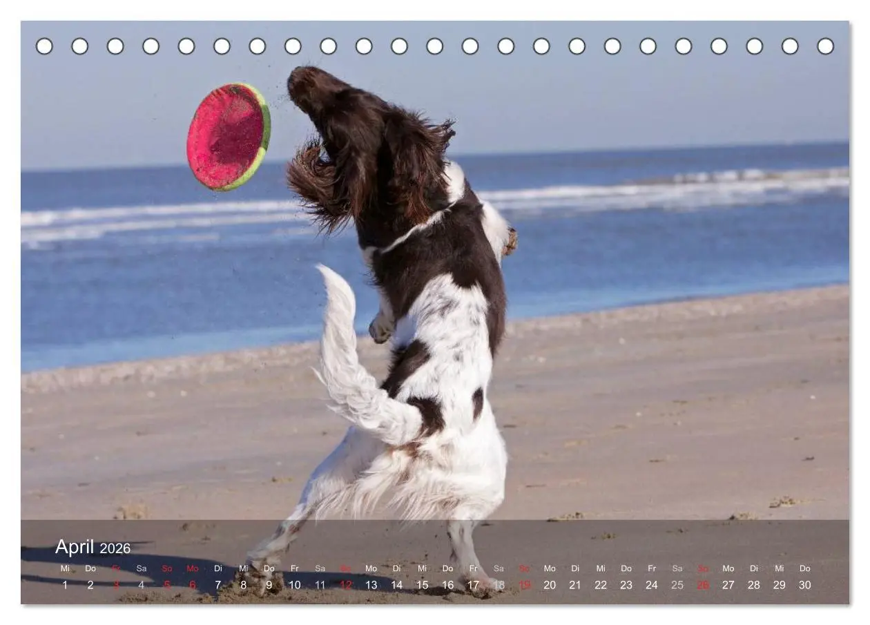 Bild: 9783516077896 | Kleiner Münsterländer Vorstehhund (Tischkalender 2026 DIN A5 quer),...