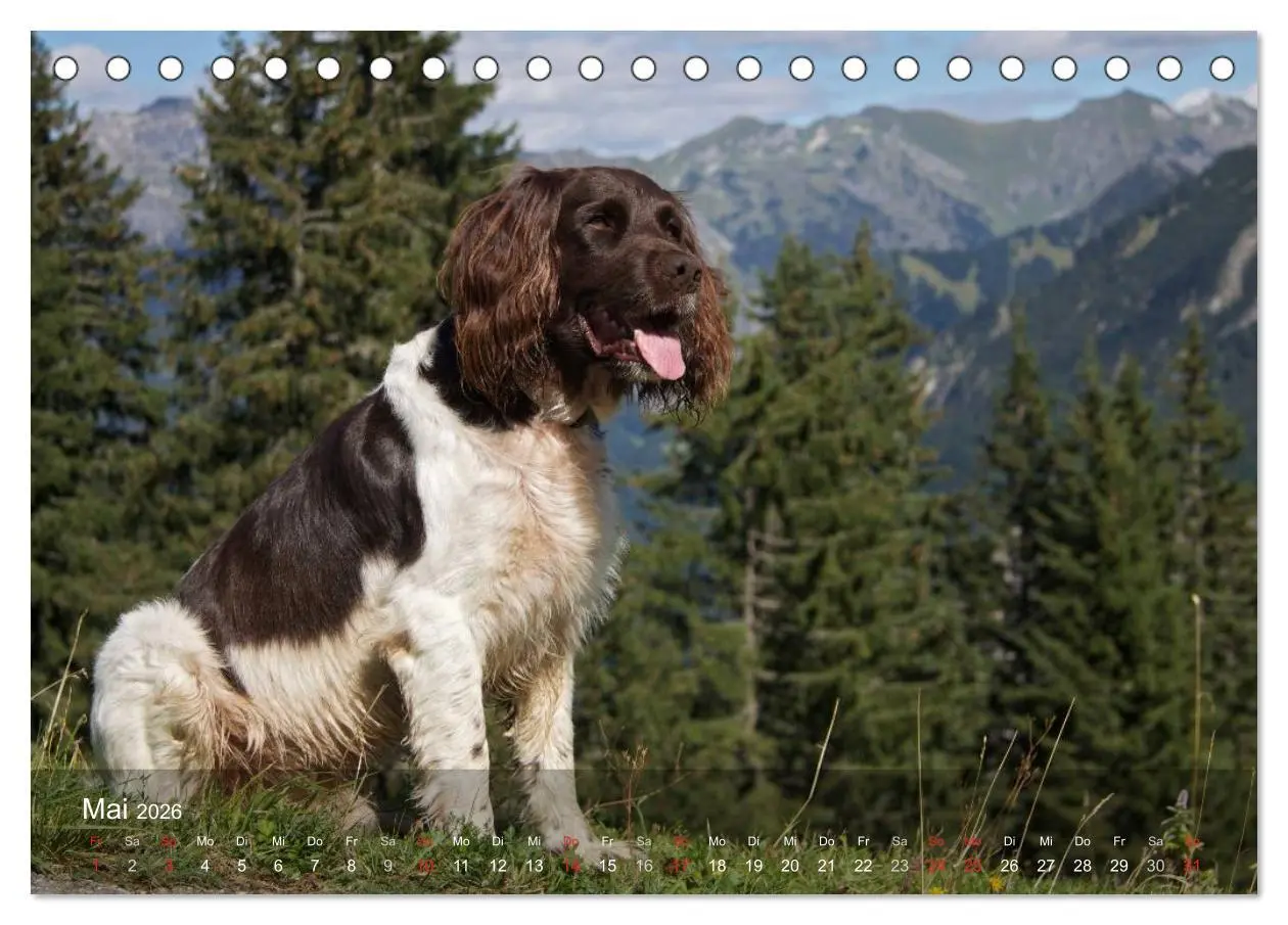 Bild: 9783516077896 | Kleiner Münsterländer Vorstehhund (Tischkalender 2026 DIN A5 quer),...