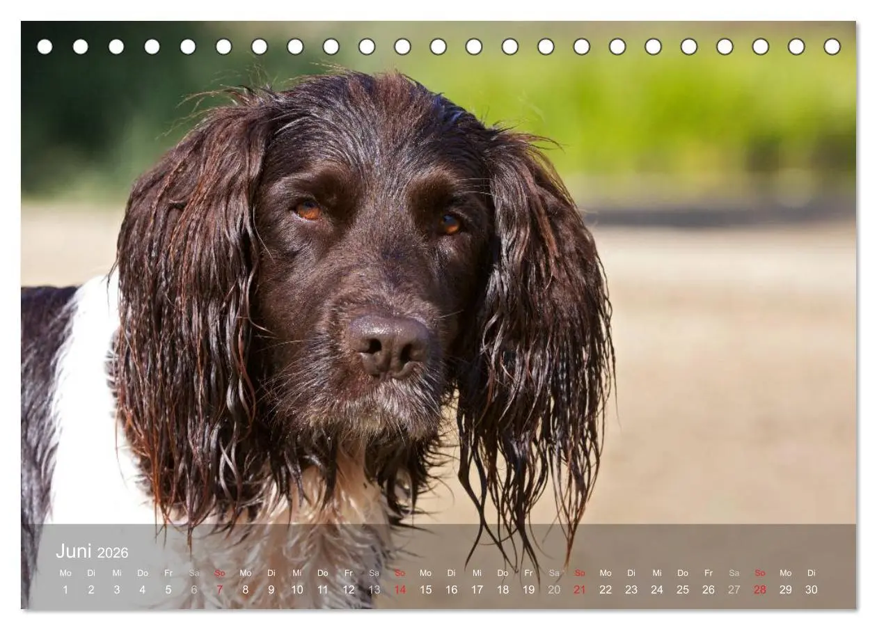 Bild: 9783516077896 | Kleiner Münsterländer Vorstehhund (Tischkalender 2026 DIN A5 quer),...