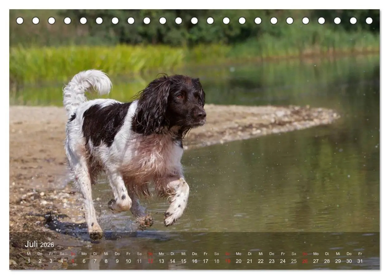 Bild: 9783516077896 | Kleiner Münsterländer Vorstehhund (Tischkalender 2026 DIN A5 quer),...