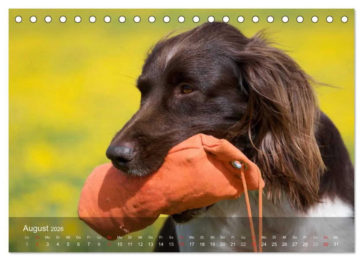 Bild: 9783516077896 | Kleiner Münsterländer Vorstehhund (Tischkalender 2026 DIN A5 quer),...