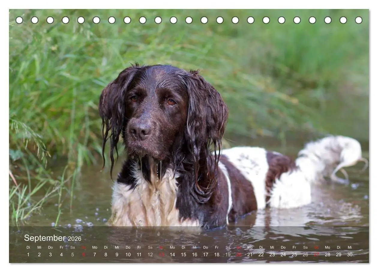 Bild: 9783516077896 | Kleiner Münsterländer Vorstehhund (Tischkalender 2026 DIN A5 quer),...