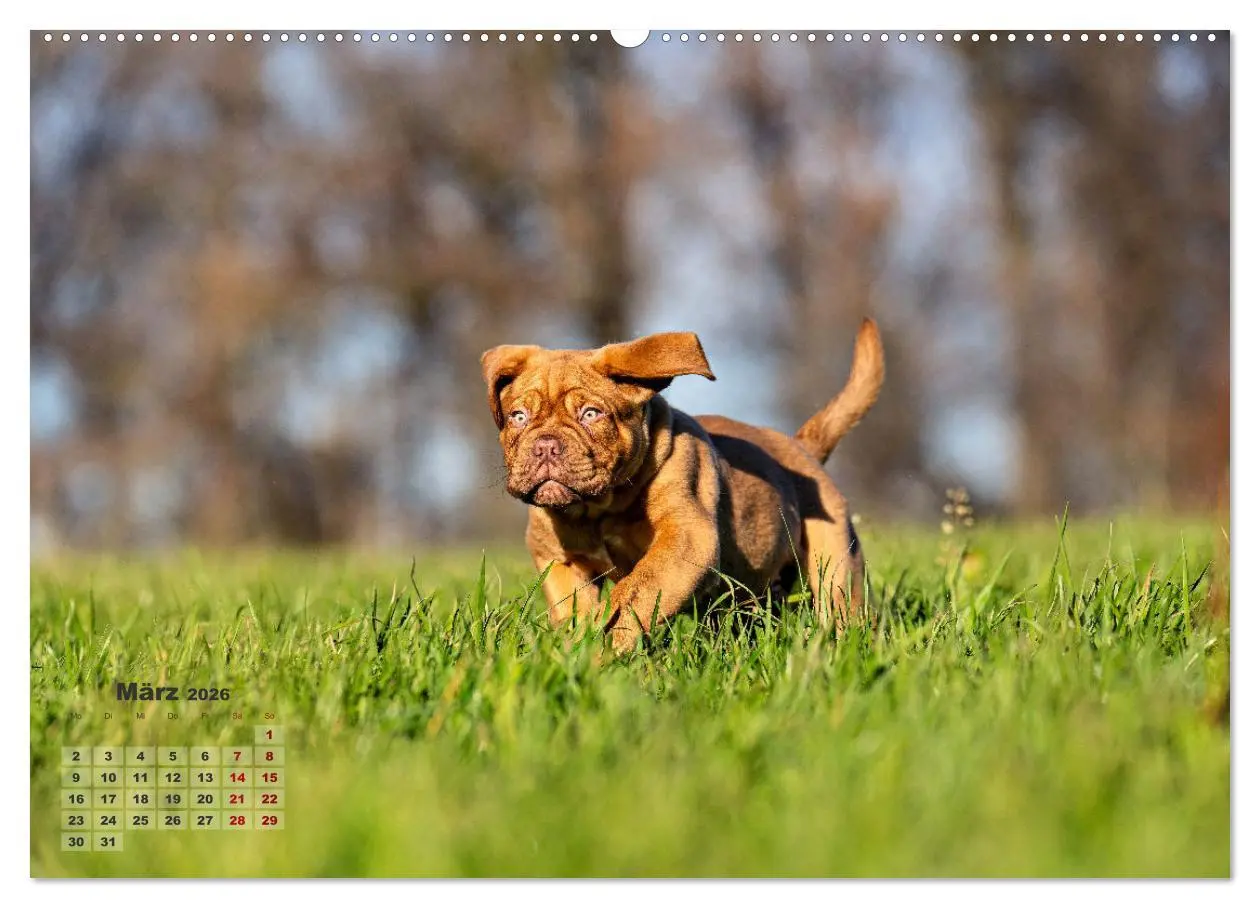 Bild: 9783457248096 | Eine kleine Bordeauxdogge entdeckt die Welt (hochwertiger Premium...