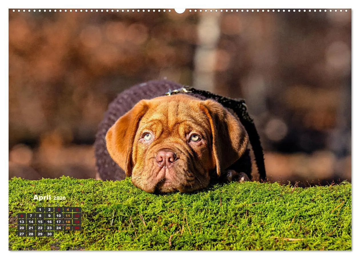 Bild: 9783457248096 | Eine kleine Bordeauxdogge entdeckt die Welt (hochwertiger Premium...