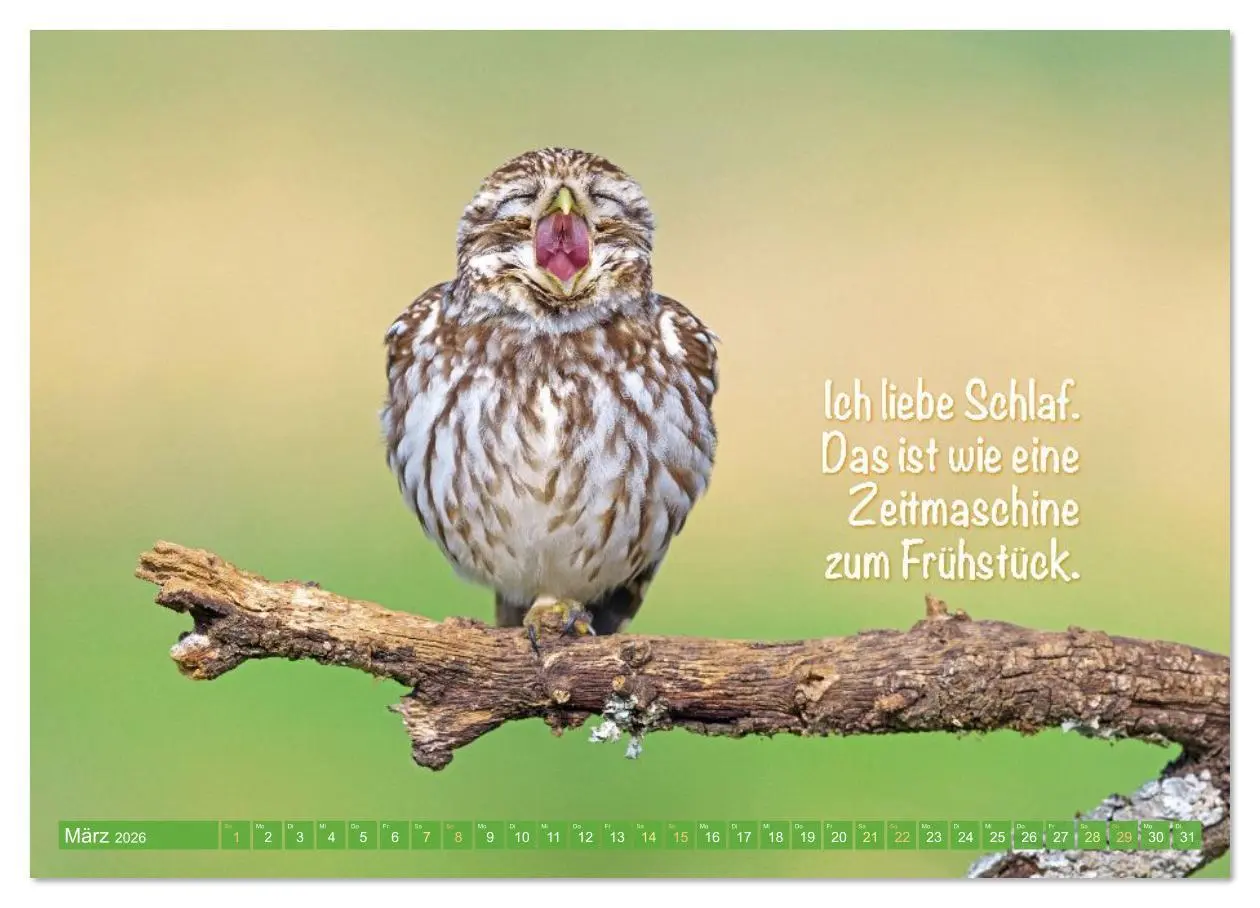 Bild: 9783516638196 | Die Eulen sind los: Edition lustige Tiere (Wandkalender 2026 DIN A2...