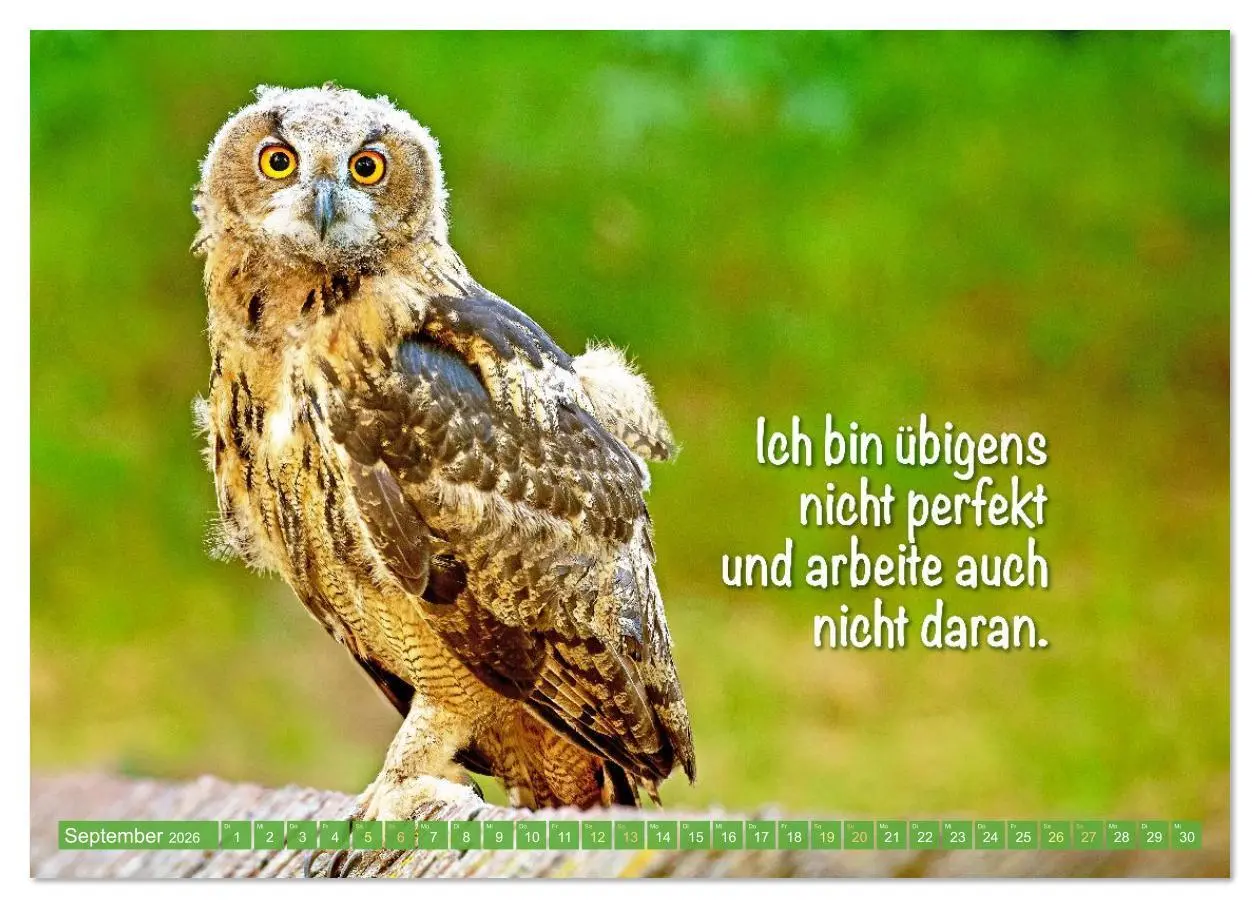 Bild: 9783516638196 | Die Eulen sind los: Edition lustige Tiere (Wandkalender 2026 DIN A2...