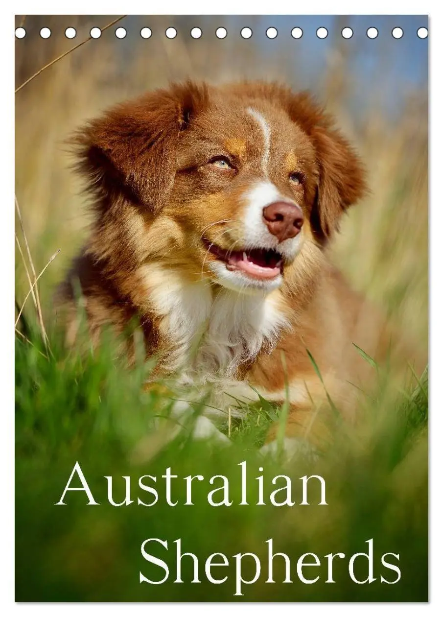 Cover: 9783594158296 | Australian Shepherds (Tischkalender 2027 DIN A5 hoch), CALVENDO...