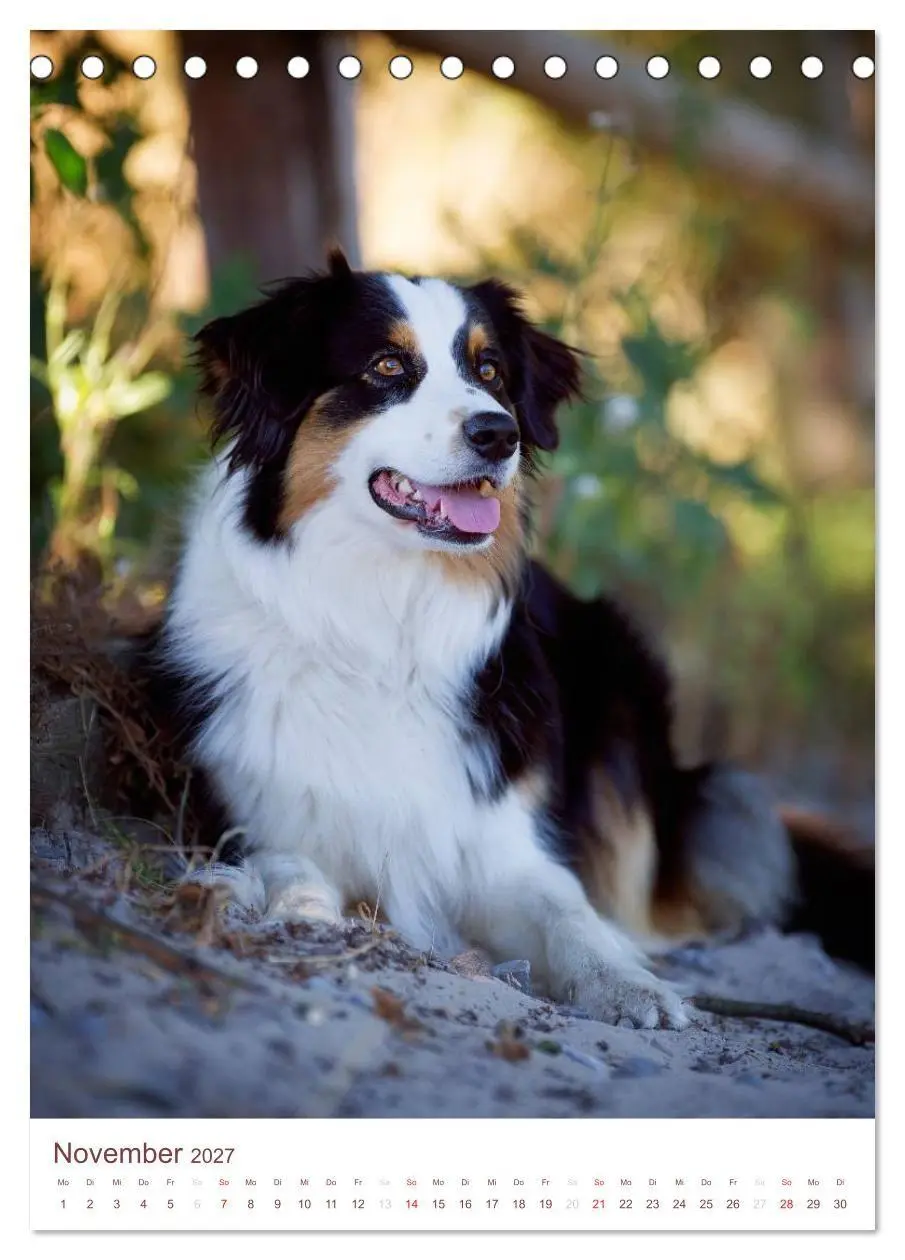 Bild: 9783594158296 | Australian Shepherds (Tischkalender 2027 DIN A5 hoch), CALVENDO...