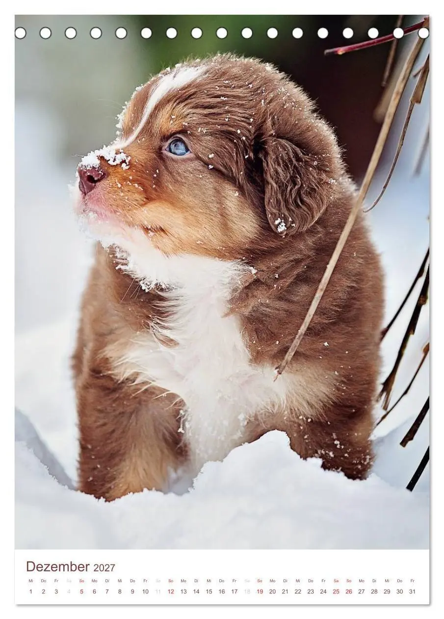 Bild: 9783594158296 | Australian Shepherds (Tischkalender 2027 DIN A5 hoch), CALVENDO...