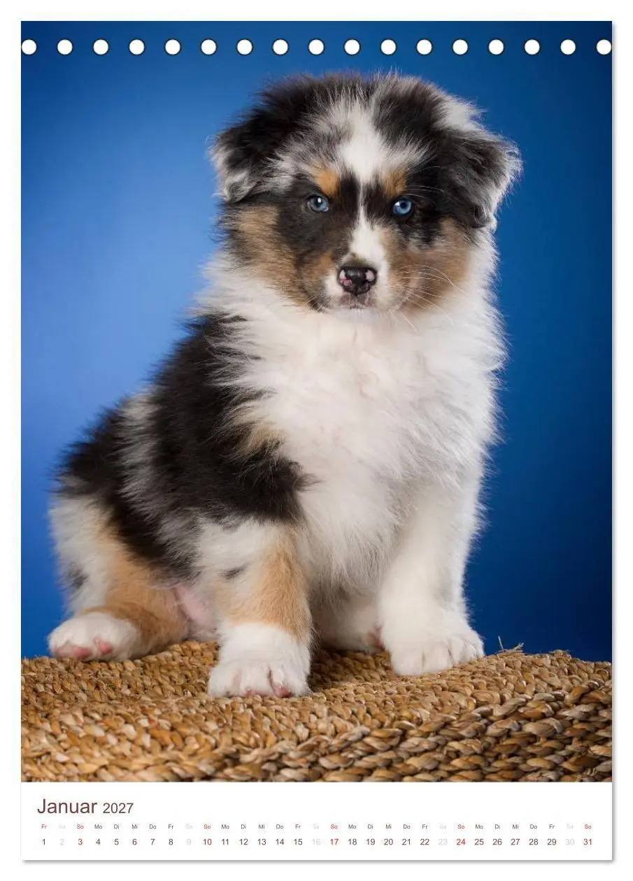 Bild: 9783594158296 | Australian Shepherds (Tischkalender 2027 DIN A5 hoch), CALVENDO...