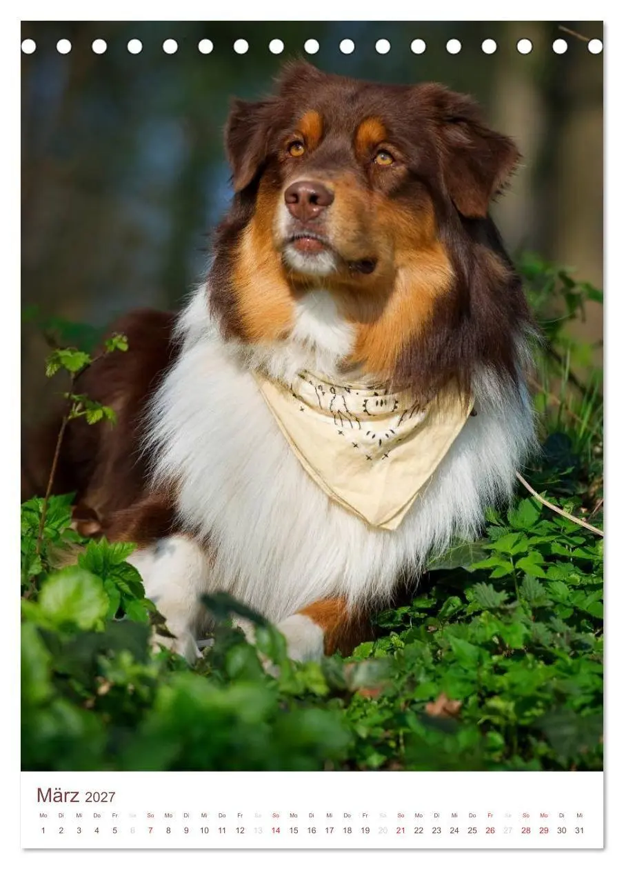 Bild: 9783594158296 | Australian Shepherds (Tischkalender 2027 DIN A5 hoch), CALVENDO...