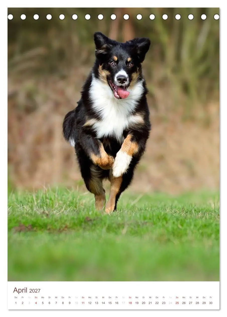 Bild: 9783594158296 | Australian Shepherds (Tischkalender 2027 DIN A5 hoch), CALVENDO...