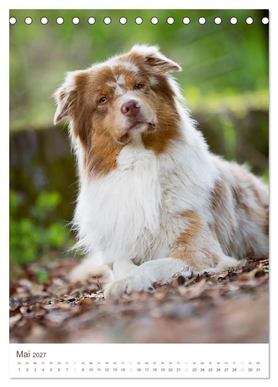 Bild: 9783594158296 | Australian Shepherds (Tischkalender 2027 DIN A5 hoch), CALVENDO...