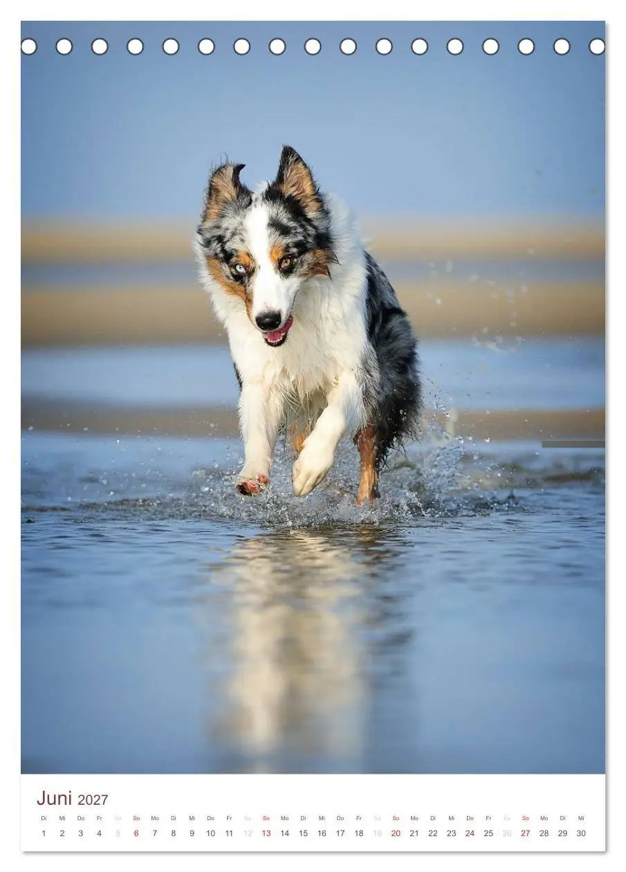 Bild: 9783594158296 | Australian Shepherds (Tischkalender 2027 DIN A5 hoch), CALVENDO...