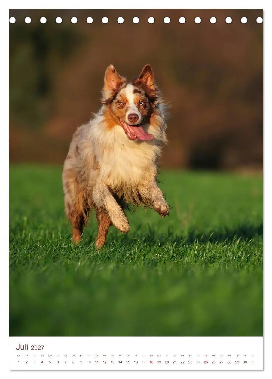 Bild: 9783594158296 | Australian Shepherds (Tischkalender 2027 DIN A5 hoch), CALVENDO...