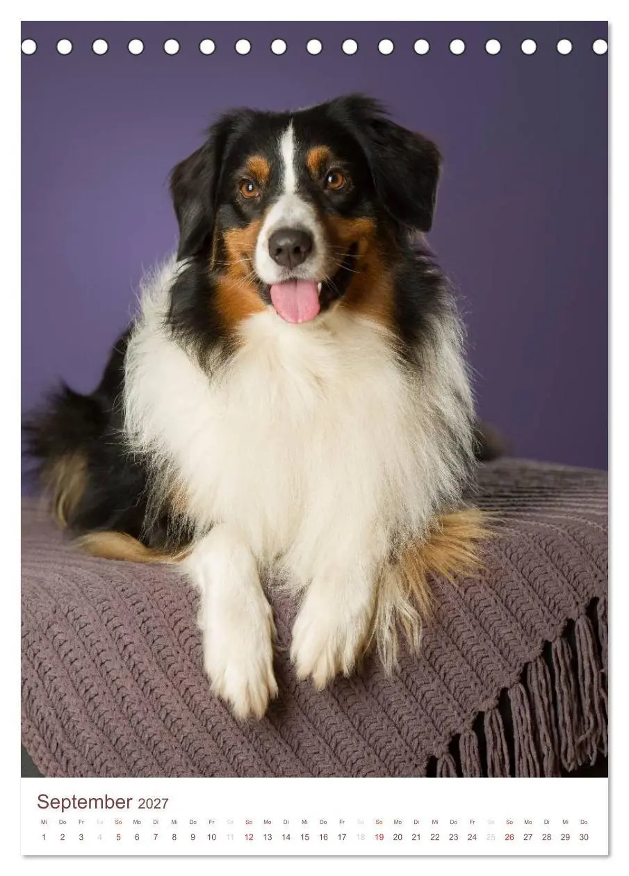 Bild: 9783594158296 | Australian Shepherds (Tischkalender 2027 DIN A5 hoch), CALVENDO...