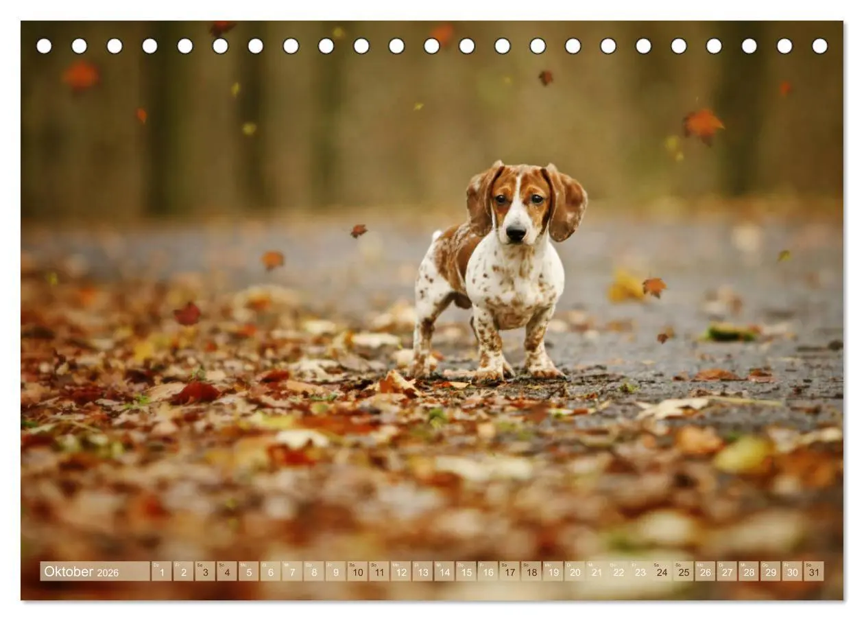 Bild: 9783457748596 | Die Dackel daggeln.... (Tischkalender 2026 DIN A5 quer), CALVENDO...